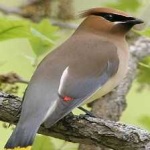 image of bird