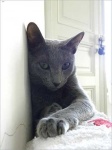 image of russian_blue #23