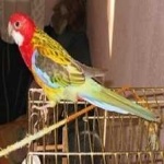 image of bird