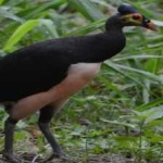 image of bird