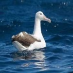 image of bird