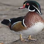 image of wood_duck #7