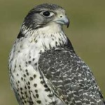 image of bird