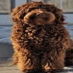 image of animal