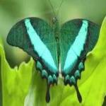 image of banded_butterfly #145