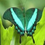 image of animal