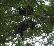 image of howler_monkey