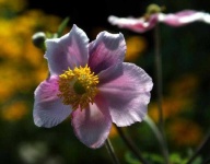 image of flower