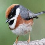 image of bird