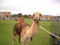 image of arabian_camel