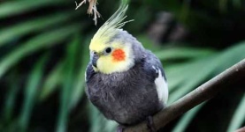 image of cockatiel
