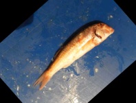 image of fish