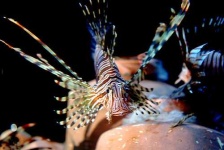 image of lionfish
