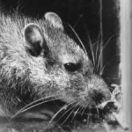 image of animal
