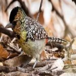 image of bird