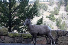 image of bighorn