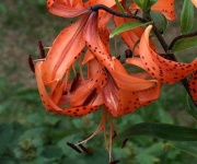image of flower