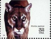 image of cougar_face