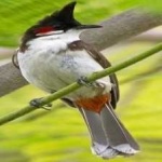 image of bird