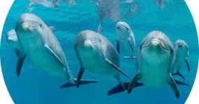 image of animal