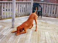 image of vizsla