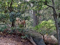 image of macaque