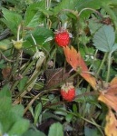 image of strawberry #1