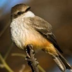 image of bird