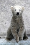 image of animal