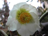 image of lenten_rose #15