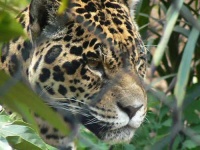 image of jaguar_car