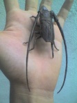 image of long_horned_beetle