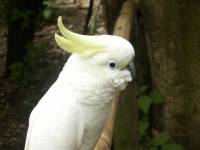 image of parrot #26