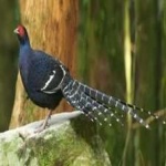 image of bird