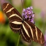 image of animal