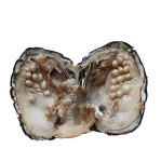image of animal