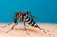image of mosquito