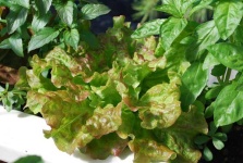 image of fruit_and_vegetable