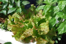 image of lettuce #13