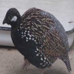 image of black_francolin #18