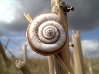 image of snail