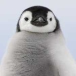 image of emperor_penguin #21