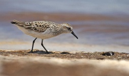 image of sandpiper #49