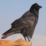 image of bird