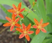 image of flower