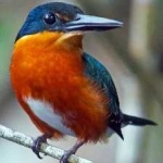 image of bird