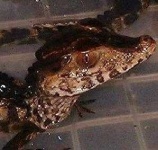 image of animal