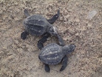 image of terrapin