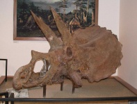 image of triceratops