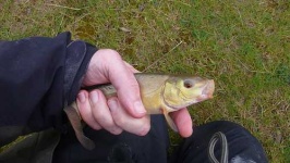 image of tench